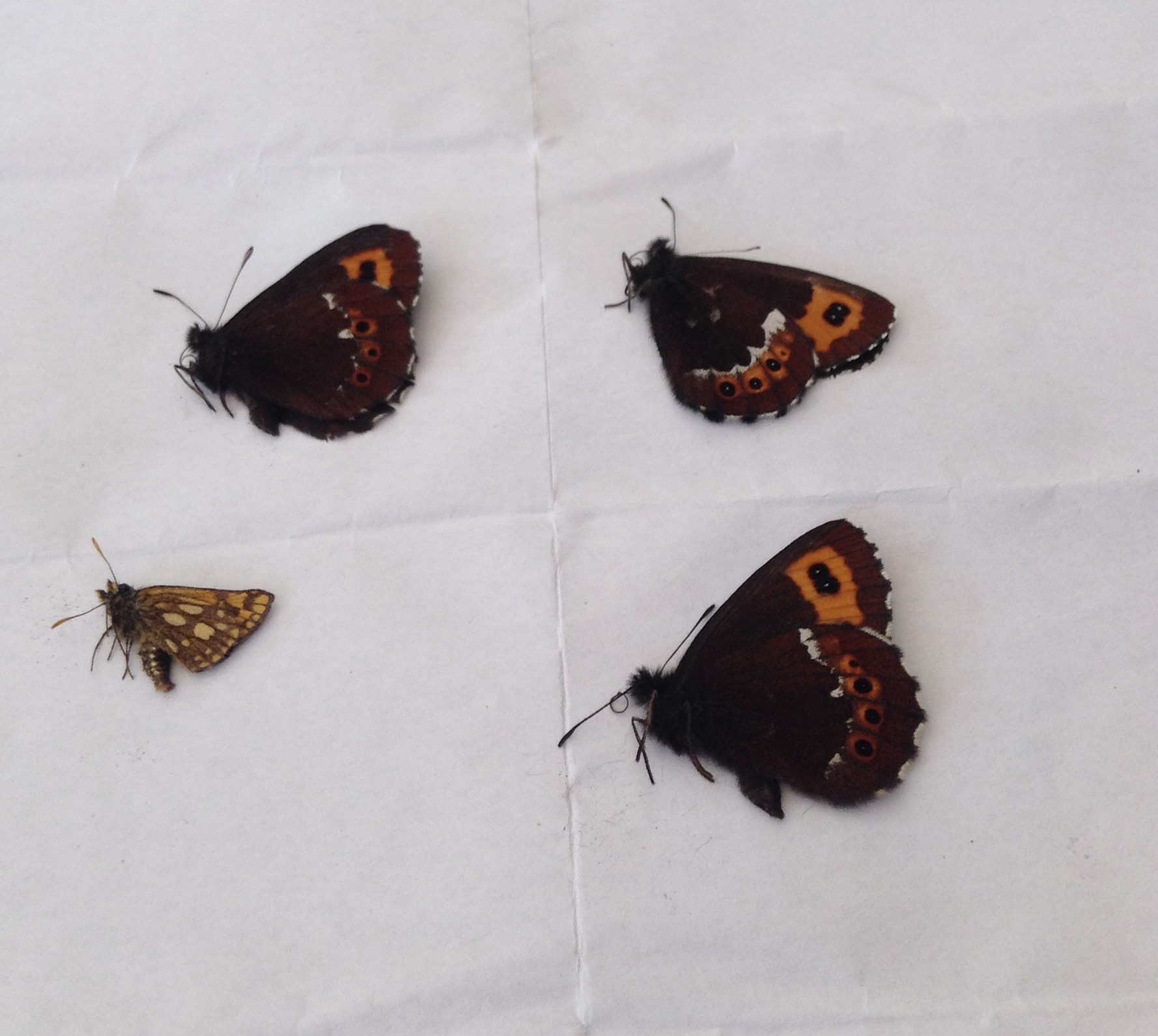 北アルプスの高山チョウ３種2017.8.2～4: 山と蝶のブログ